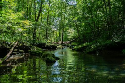 Free Photo | Beautiful scenery of a river surrounded by greenery in a forest