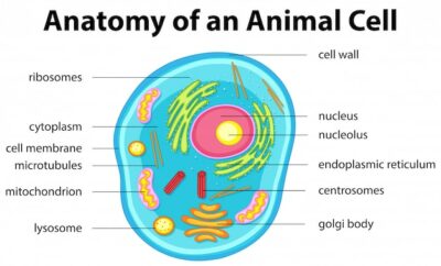 Free Vector | Anatomy of animal cell