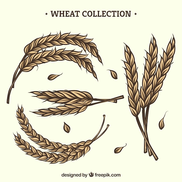Free Vector | Hand drawn wheat collection