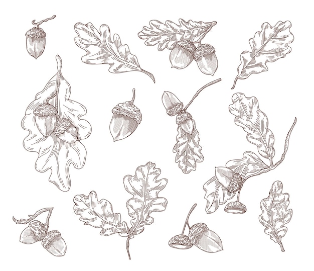 Free Vector | Oak leaves, branches and acorns hand drawn illustrations set. quercus tree elements in engraving vintage style