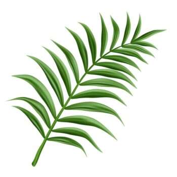 Free Vector | Palm branch, isolated