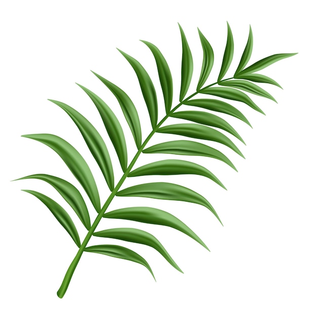 Free Vector | Palm branch, isolated