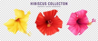 Free Vector | Realistic hibiscus set