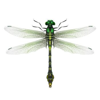 Free Vector | Vector realistic gomphus vulgatissimus dragonfly close up top view isolated on white background