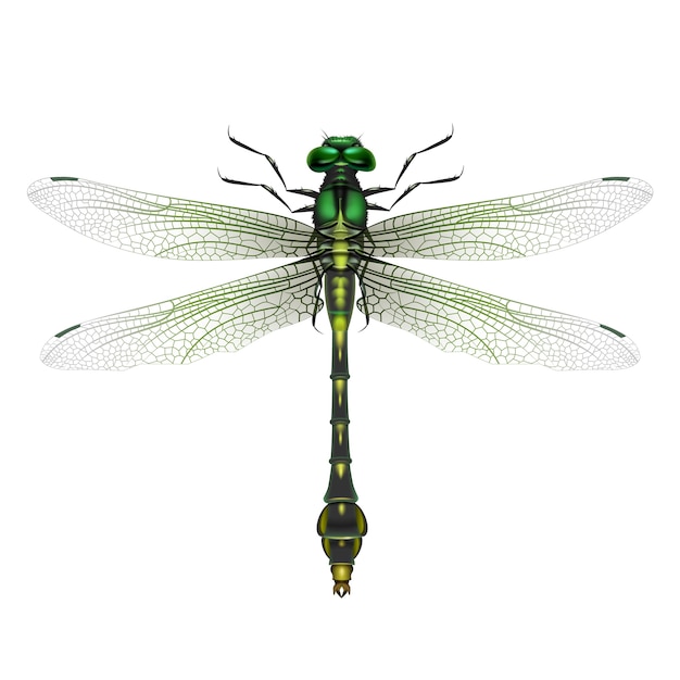 Free Vector | Vector realistic gomphus vulgatissimus dragonfly close up top view isolated on white background