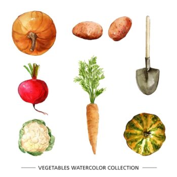 Free Vector | Vegetable collection with watercolor