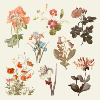 Free Vector | Vintage flower  illustration set, remixed from public domain artworks