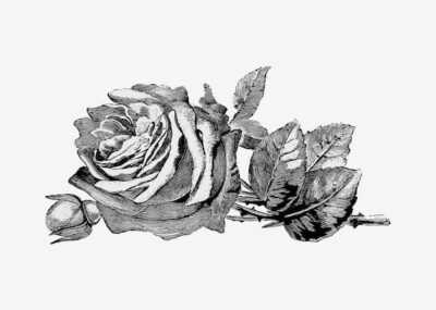 Free Vector | Vintage rose illustration