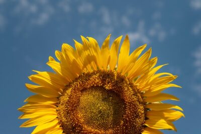 Free Photo | Beautiful sunflower outdoors still life