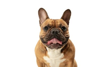 Free Photo | Young brown french bulldog playing isolated on white studio wall
