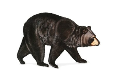 Free Vector | American black bear illustration