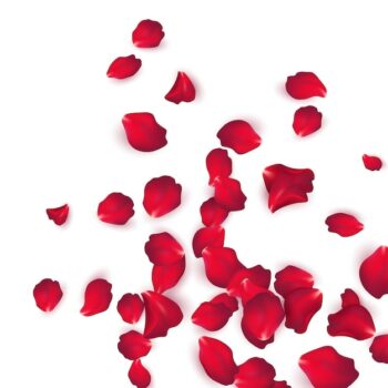 Free Vector | Falling red rose petals isolated on white background. vector illustration eps10