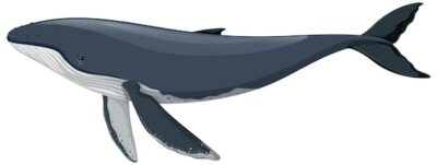 Free Vector | Humpback whale isolated on white background
