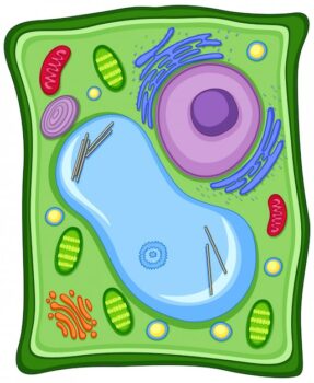 Free Vector | Plant cell with cell membrane