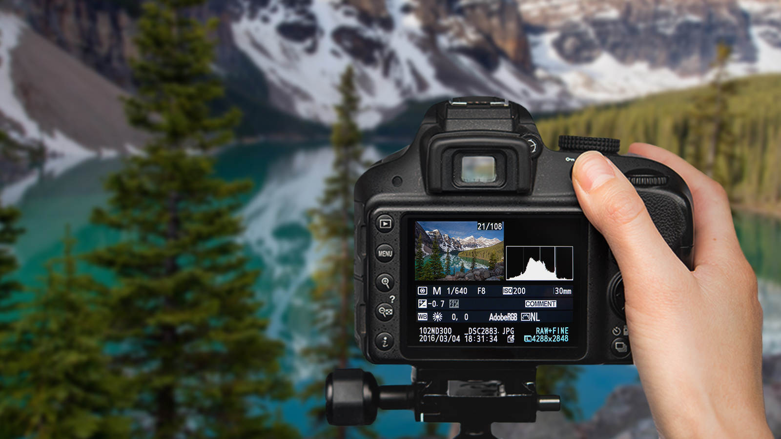 The Top Online Photography Courses for Learning New Skills