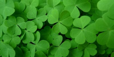 Free Photo | Clovers background