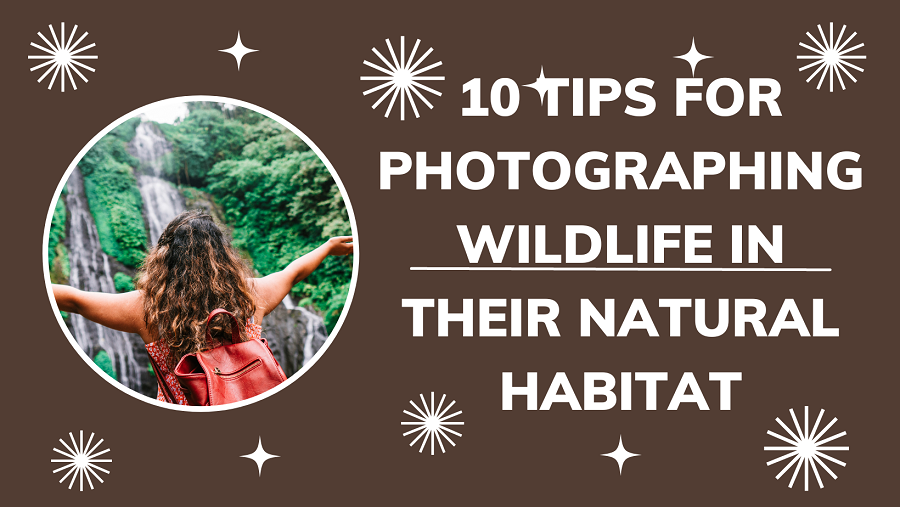 10 Tips for Photographing Wildlife in Their Natural Habitat