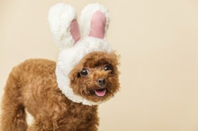 Free Photo | Adorable little poodle with cute bunny ears on a beige surface