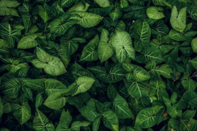 Free Photo | Green leaf texture leaf texture background