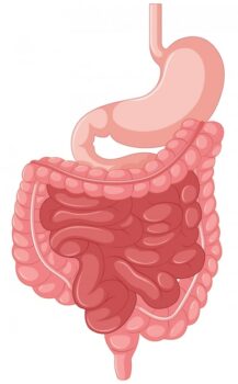 Free Vector | Anatomical illustration of intestine