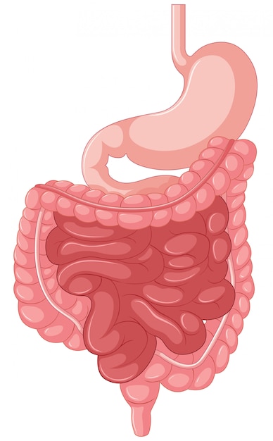Free Vector | Anatomical illustration of intestine
