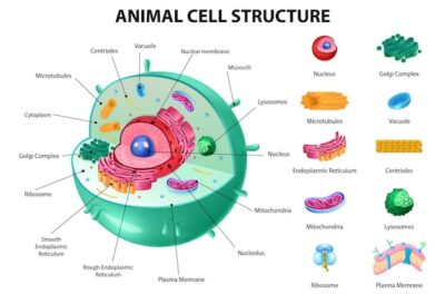 Free Vector | Animal cell anatomy