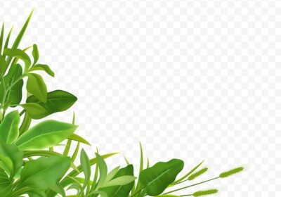 Free Vector | Grass herbs young cereal plant seedlings green leaves decorative realistic corner composition on transparent background illustration