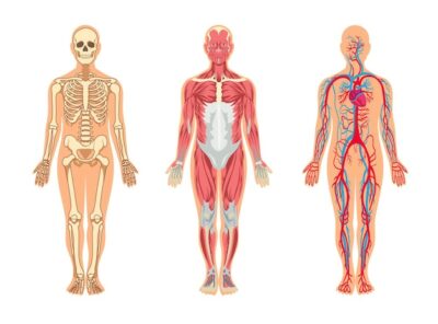 Free Vector | Muscles and bones in human body illustrations set. cartoon man with skeleton and blood vessel structure, veins, arteries, muscular system, isolated on white