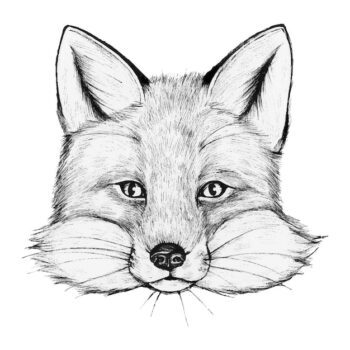 Free Vector | Hand drawn fox