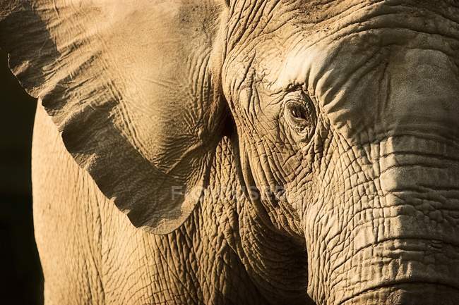 An image of Close-up of an elephant