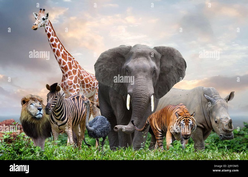 An Images of Animals on Alamy