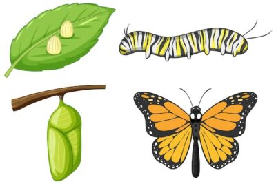 Free Vector | Life cycle of monarch butterfly