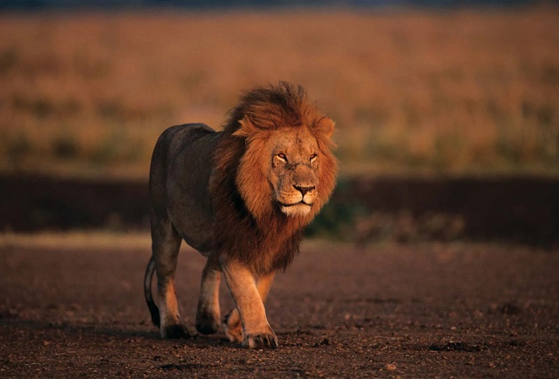 an image of Lion
