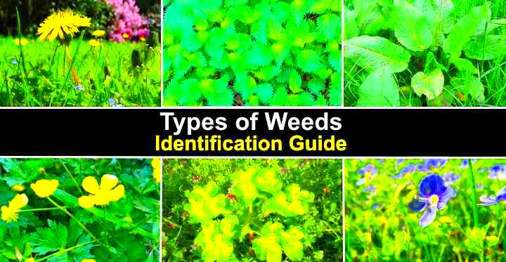 19 Types of Weeds with Pictures Identification Guide