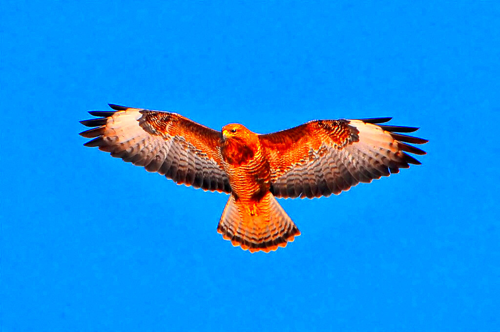 Flying buzzard  I saw again a buzzard during one of my walk  Flickr