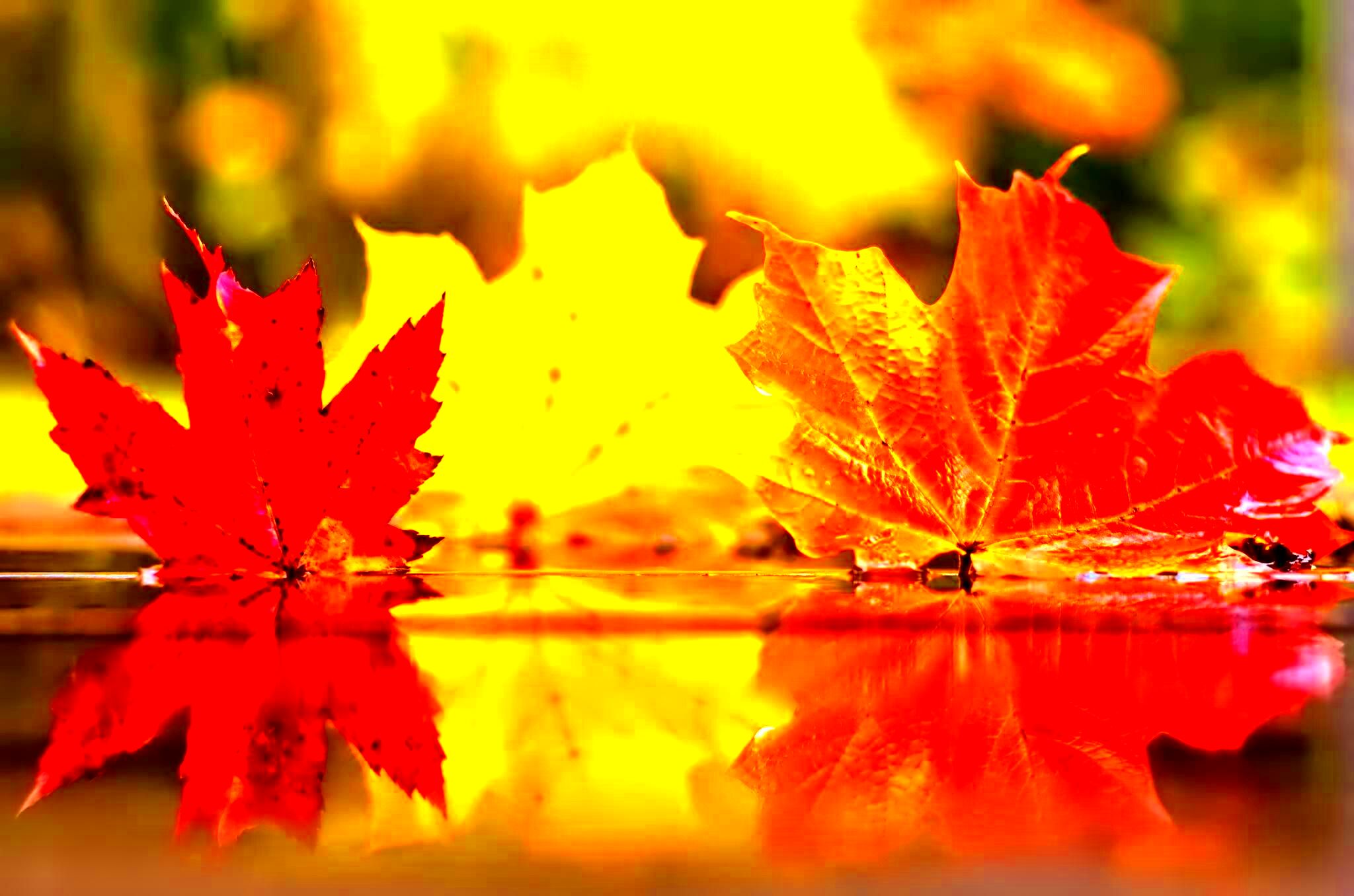 8 Activities To Do in NY In November  Fall facebook cover Autumn