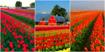 Beautiful Farmland In America