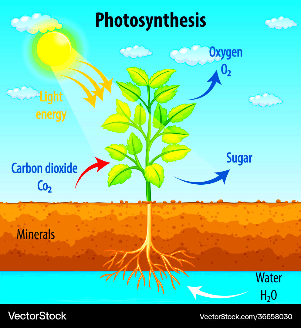 Diagram showing process photosynthesis in plant Vector Image