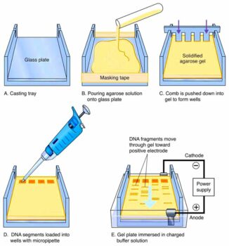 Electrophoresis Overview Principles and Types  Microbiology Notes