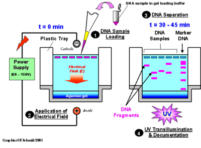 Gel Electrophoresis Basics  Steps  SchoolWorkHelper