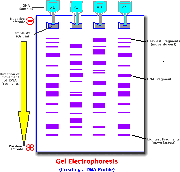 Gel Electrophoresis