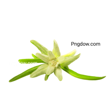 Stunning Edelweiss PNG Image with Transparent Background for Versatile