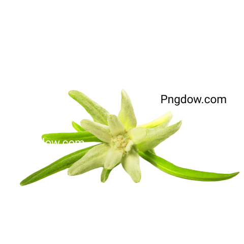 Stunning Edelweiss PNG Image with Transparent Background for Versatile