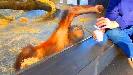 The way this monkey reacts to a magic trick  Monkeys funny Magic