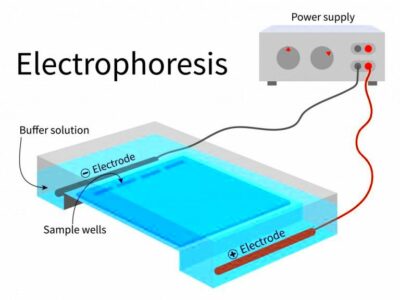 What Is Gel Electrophoresis How And Why Is It Useful  ScienceABC