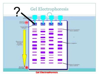 How To Label Gel Electrophoresis Images  1 Agarose Gel Electrophoresis